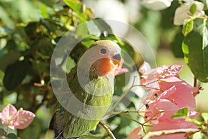 red and green baby parrot