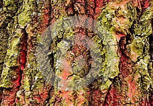 red and green bark texture macro. tree trunk detail with green moss. rough red scales