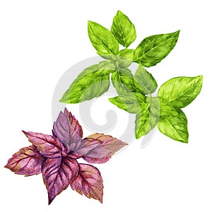 Red and green basil, hand drawn vector watercolor