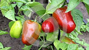 Red, green bell peppers grow in the garden. Fresh and juicy vegetable, background