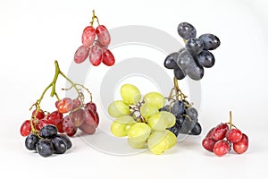 Red Green Black Grape Bunch