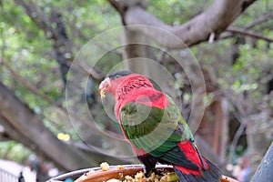 Red, green and black parakeet close up eating