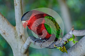 Red green bright parrot in Puerto de la Cruz