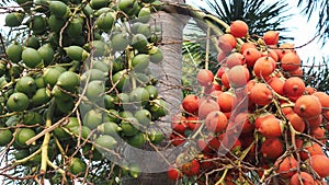 Red and green of bunch of betel nuts on tree. Bunch of green and red ripe tropical Betel Nut or Areca palm Catechu on tree