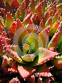 Red and green cactus