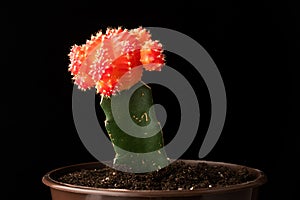 Red-green cactus on black background clouse up