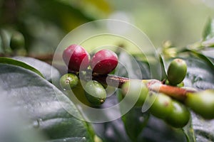 Red and green cherry of arabica coffee at plantation in Ciwidey, West Java, Indonesia