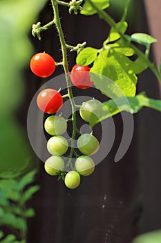 Red and Green Cherry Tomato, Home Garden