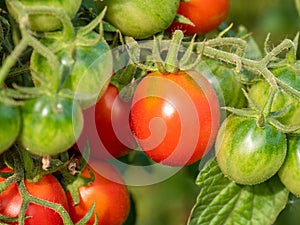 Red and green cherry tomatoes in the garden