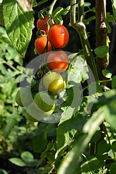 Red and green cherry tomatoes ripen on tomato plant in vegetable garden