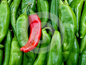 Red and Green Chile from New Mexico photo