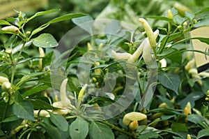 Red and green chili or capsicum frutescens plants.