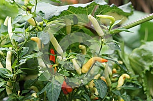 Red and green chili or capsicum frutescens plants.