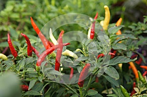 Red and green chili or capsicum frutescens plants.