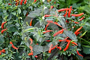 Red and green chili or capsicum frutescens plants.