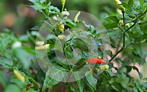 Red and green chili or cayenne pepper Capsicum annuum tree close up