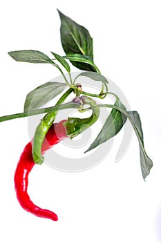 red and green chili or chilli cayenne pepper isolated on white background cutout