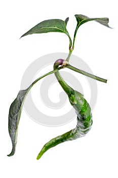 red and green chili or chilli cayenne pepper isolated on white background cutout