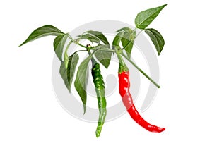 red and green chili or chilli cayenne pepper isolated on white background cutout