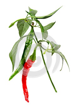 red and green chili or chilli cayenne pepper isolated on white background cutout