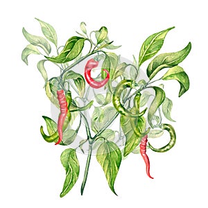 Red, green chili pepper bush watercolor illustration isolated on white background.