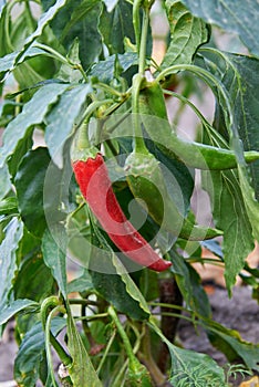 Red and green chili peppers grow on a bush