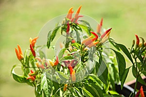 Red and green chili peppers tree growing vegetable garden
