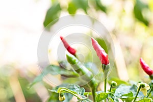 Red and green of chili plant background