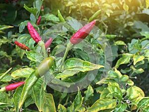 Red and green chilli in garden with sunlight.