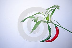 Red and green chilli peppers