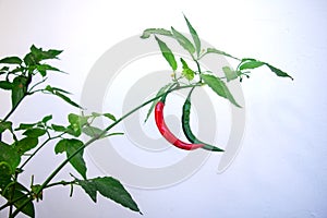 Red and green chilli peppers