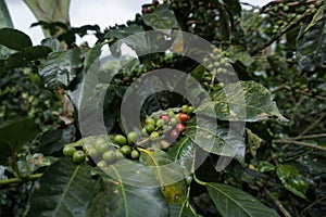 Red and green coffee beans growing on a coffee plant on a farm close to Salento, Eje Cafetero, Colombia photo