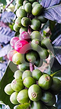 Red and green of coffee beans on tree branch