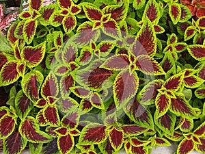 Red and Green Coleus