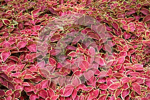 Red Green Coleus Blumei Plant