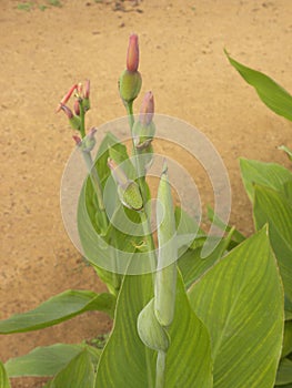 Red and green buds of Canna lily