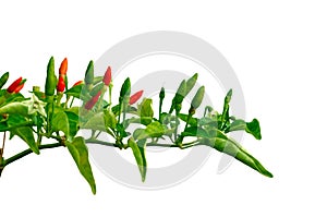 Red and green color of Chilli Padi Bird`s Eye Chilli, Bird Chilli, Thai pepper in its tree