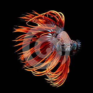 Red and green color Siamese fighting fish