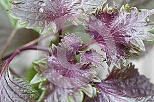 Red and green colored leaves of Shiso, Perilla frutescens