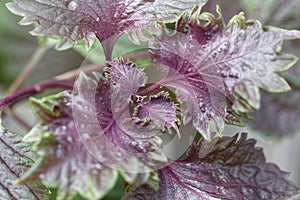 Red and green colored leaves of Shiso, Perilla frutescens