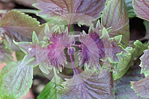 Red and green colored leaves of Shiso, Perilla frutescens