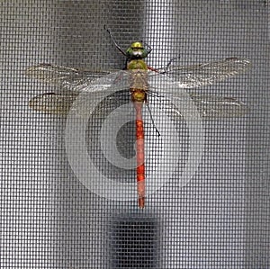 Red and Green Comet Darner Dragonfly