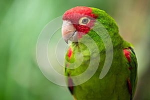 Red and green conure parrot