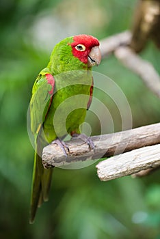 Red and green conure parrot