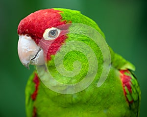 Red and green conure parrot