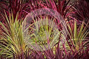 Red green cordyline grass plants