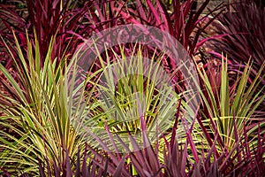 Red green cordyline grass plants photo