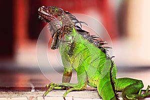 Red and Green Costa Rica Iguana