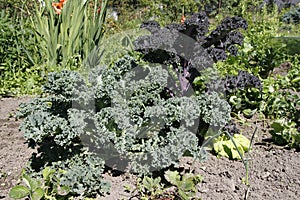 Red and green curly kale growing in garden bed