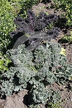 Red and green curly kale growing in garden bed